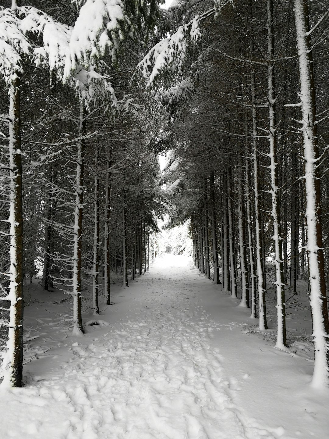 Forest photo spot Unnamed Road Bavaria