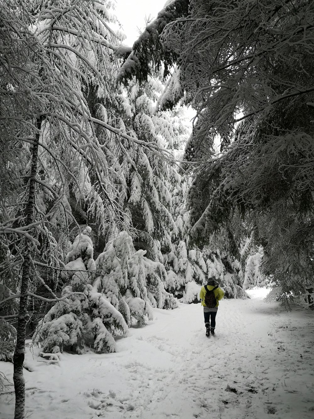 man in yellow jacket near trees coated with snow