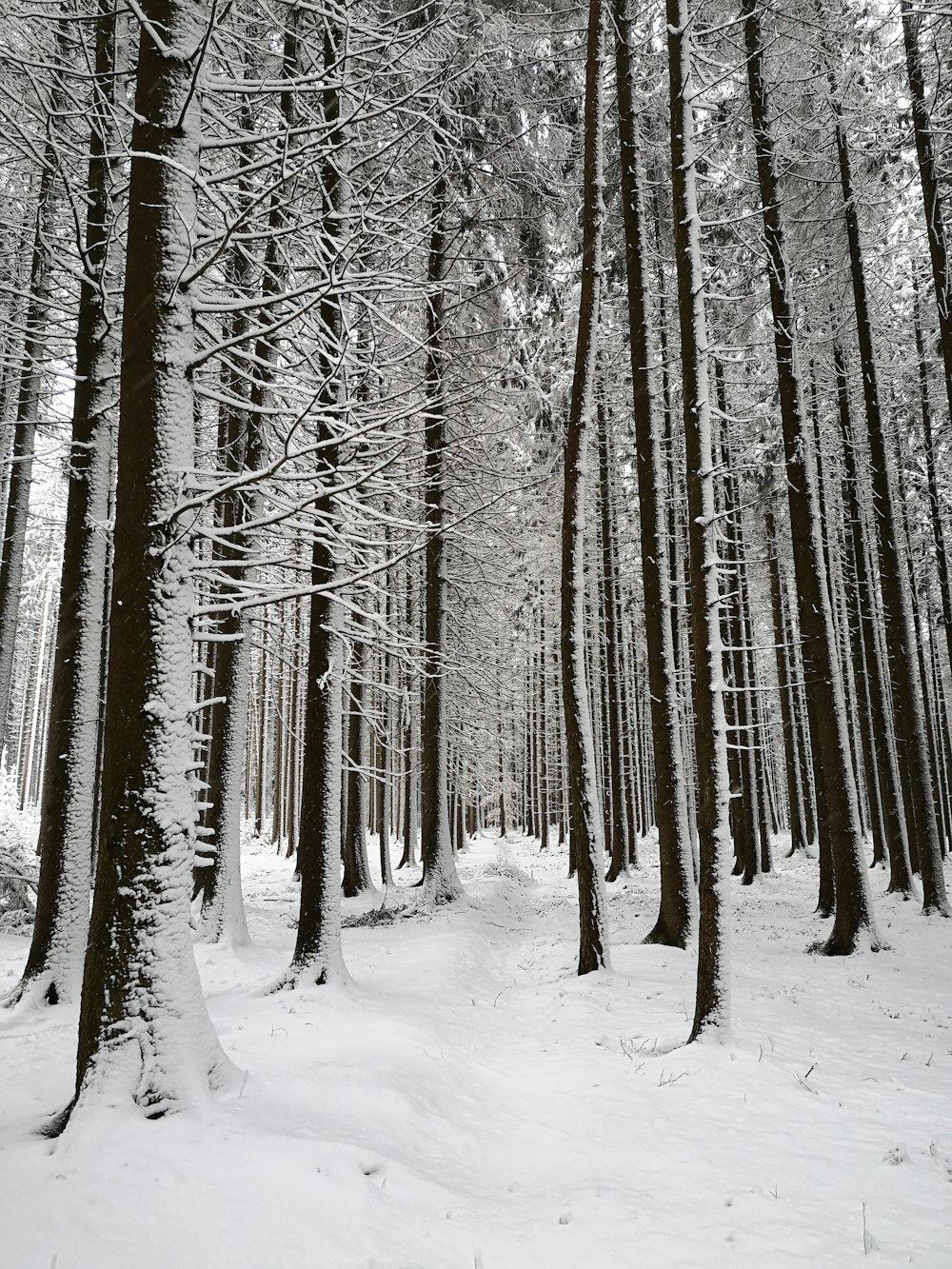 snow covered trees