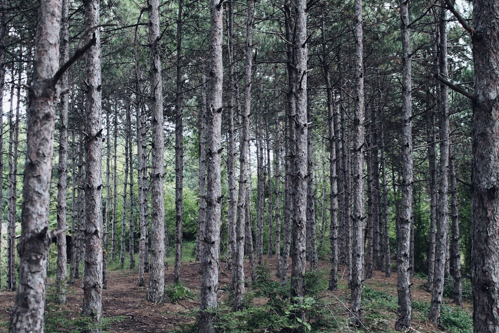 green forest trees