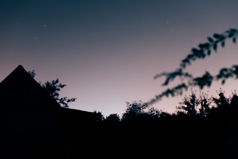 silhouette of trees and grass during dawn