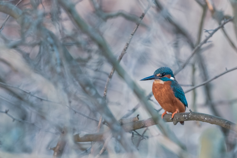 blue and brown bird of tree branch