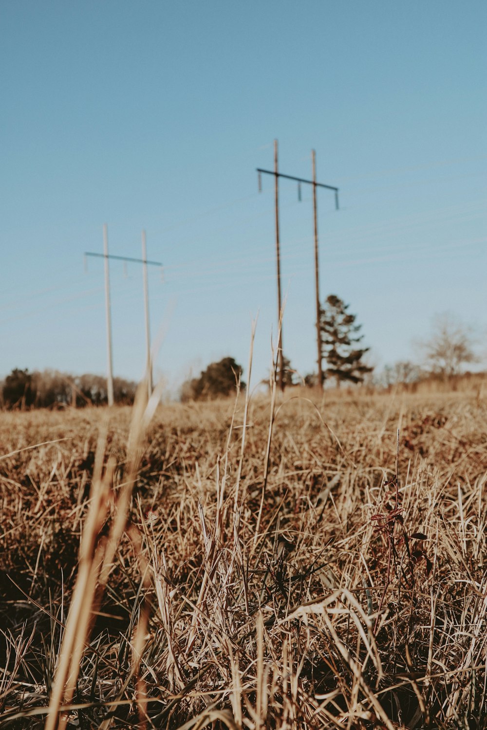 dried grass near brown electric post under blue sky