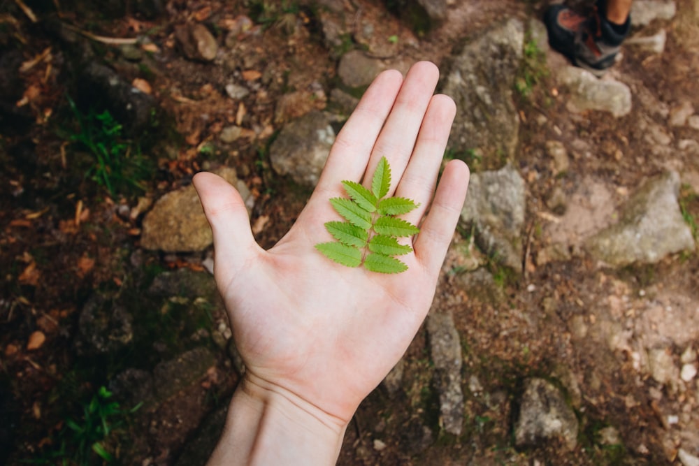 green leaves on palm