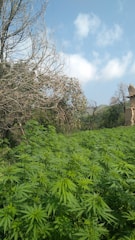 A wide shot of lush green plots under a clear blue sky at PVS Sree Lakshmi Nilayam.