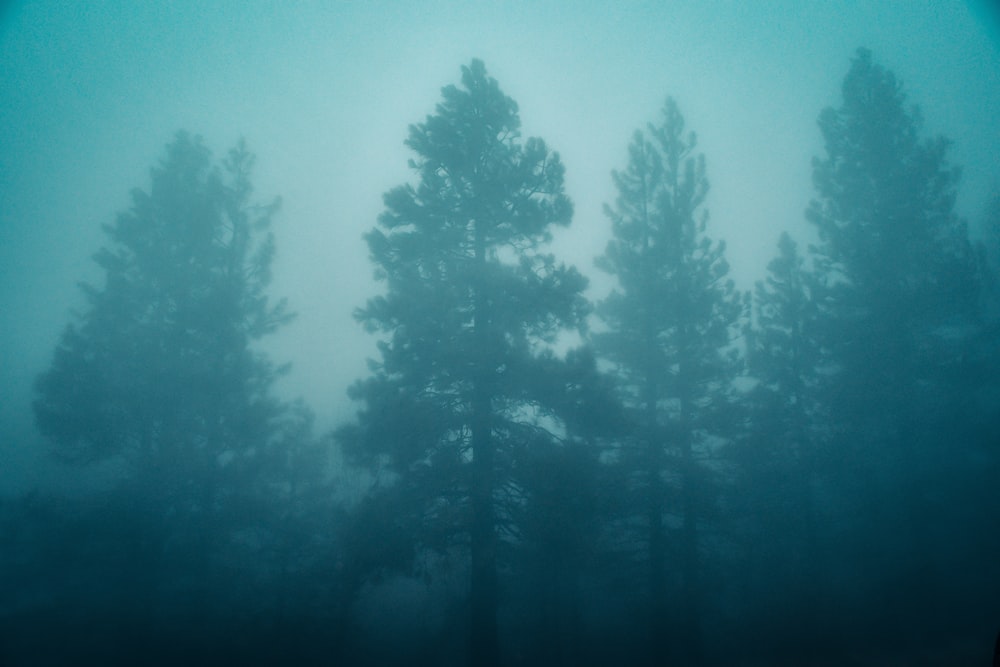 low angle photography of trees