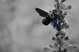 A black bee with shimmering blue wings rests on a fuzzy plant stem. The background is blurred, highlighting the bee and the plant's texture.