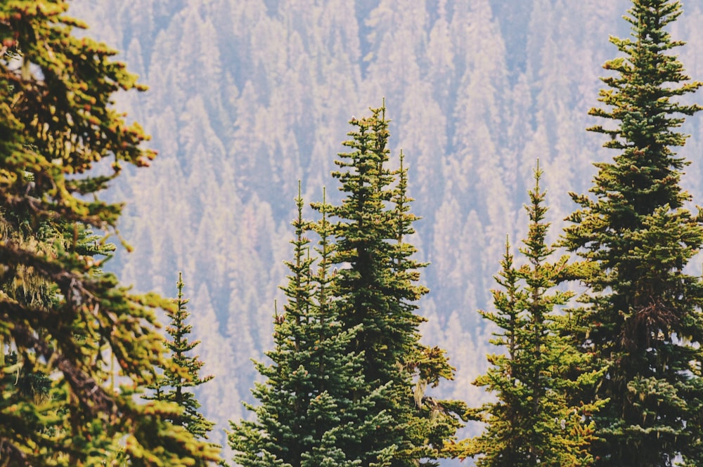 close-up photography of green pine trees