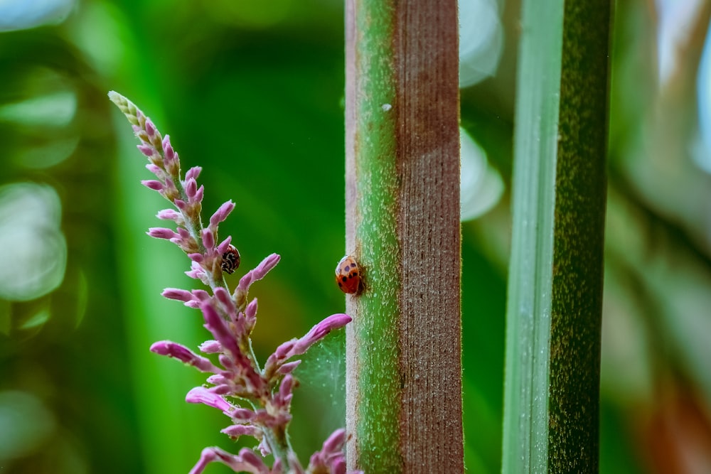 macro photography of ladybug on tree