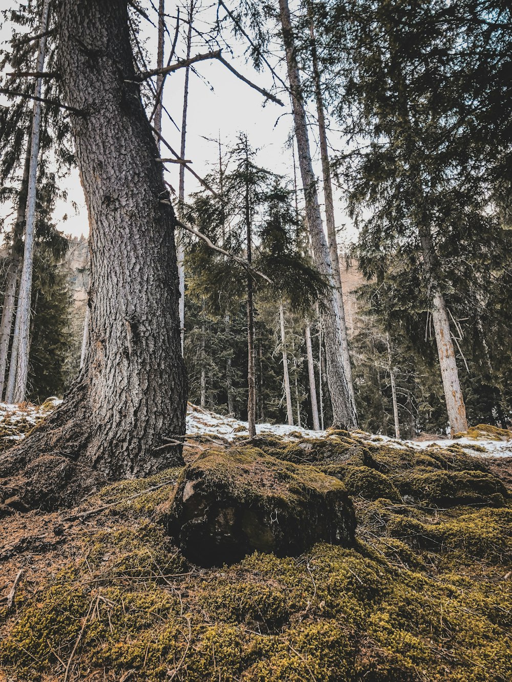 green-leafed tree