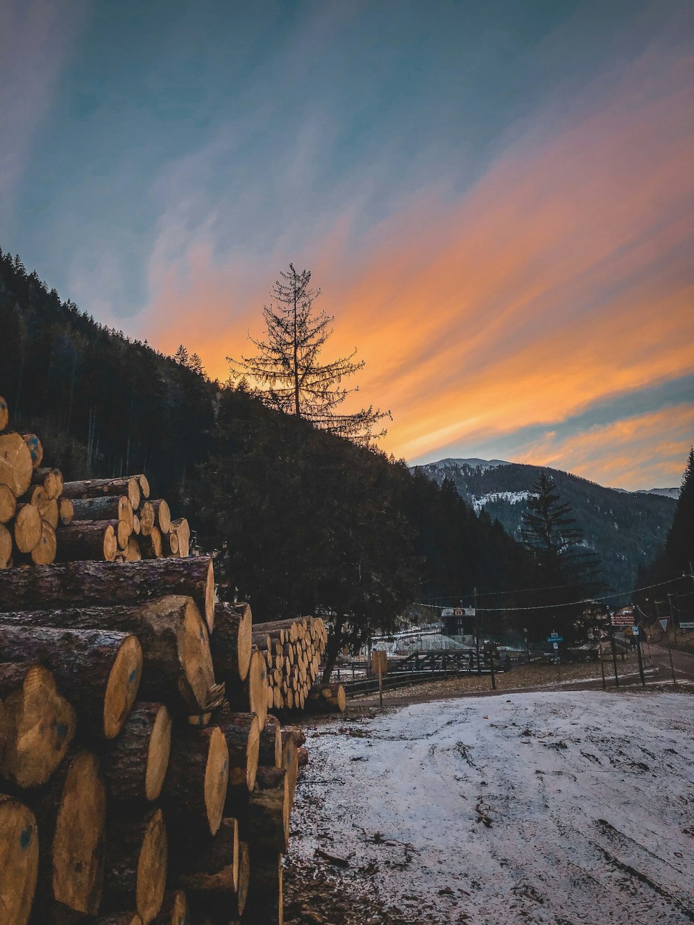 brown wood logs piled beside green tree under orange sky