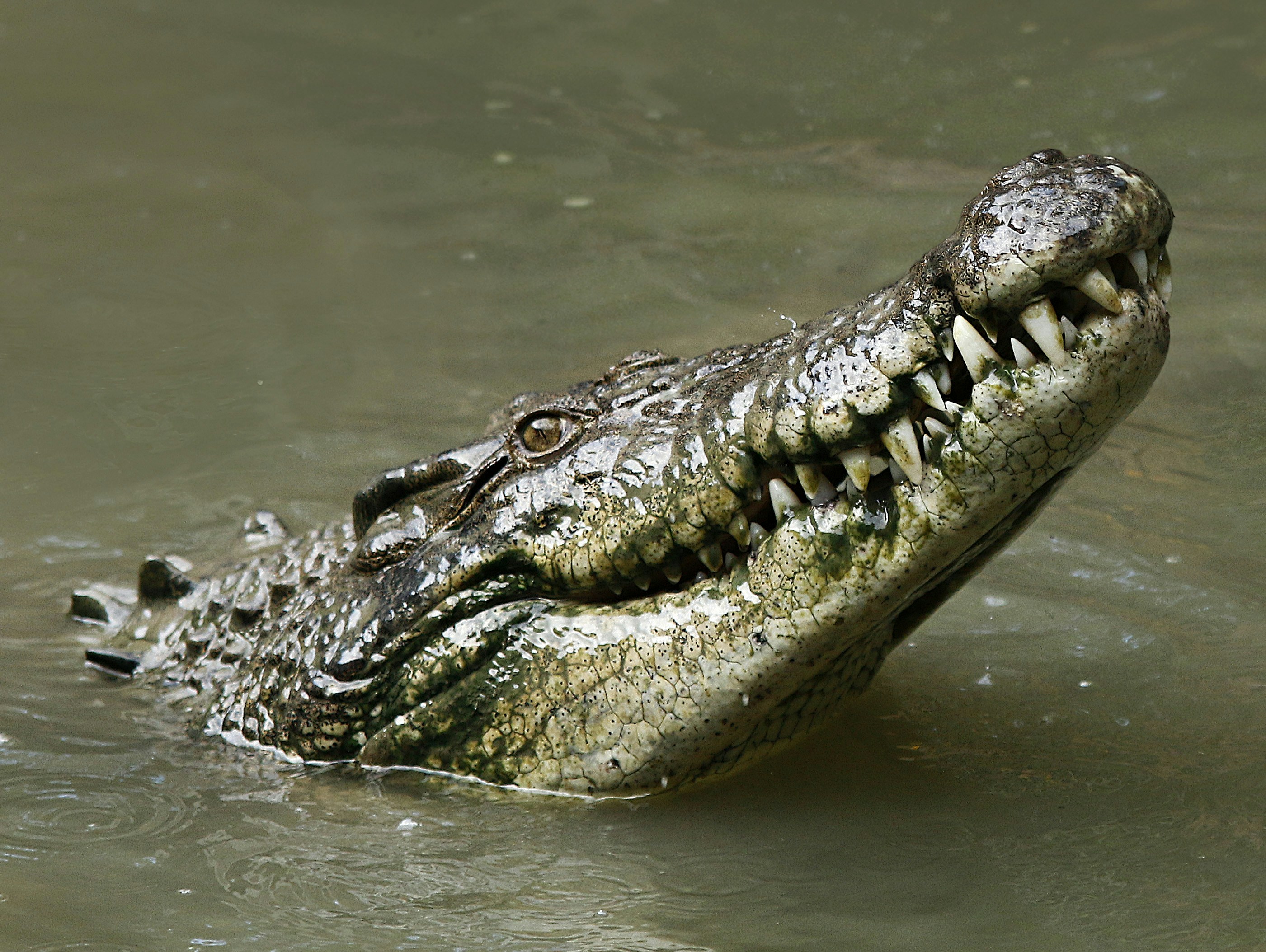 500 Crocodile Pictures Download Free Images On Unsplash