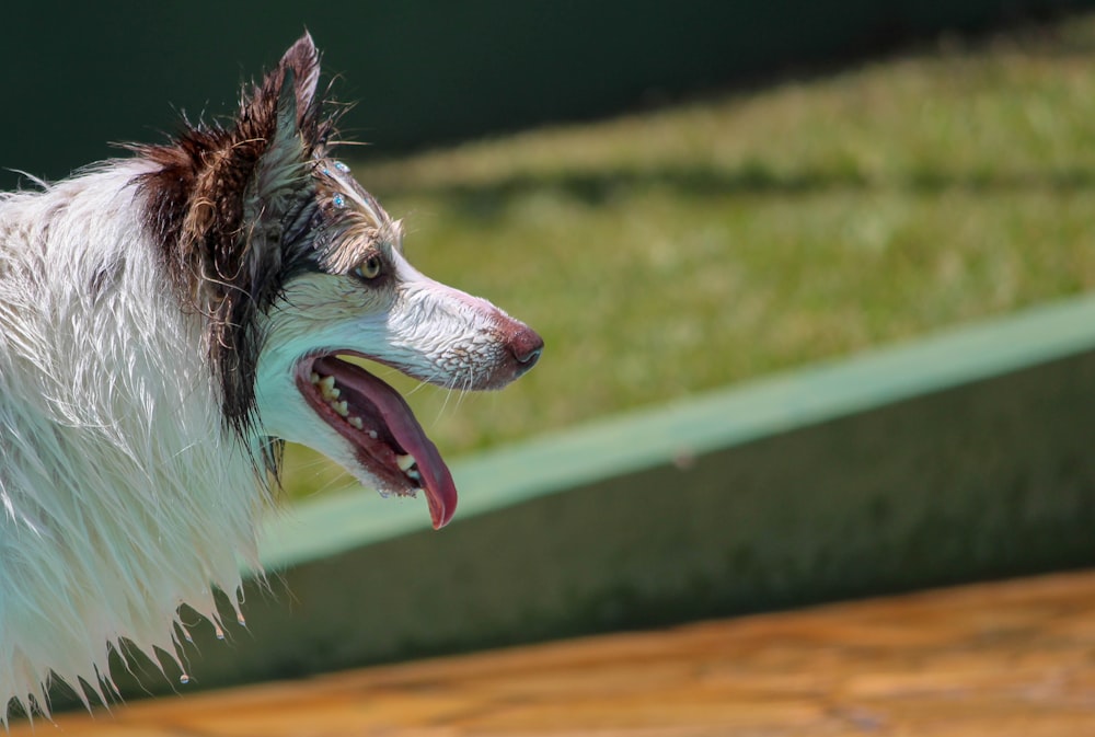 short-coated white and black dog