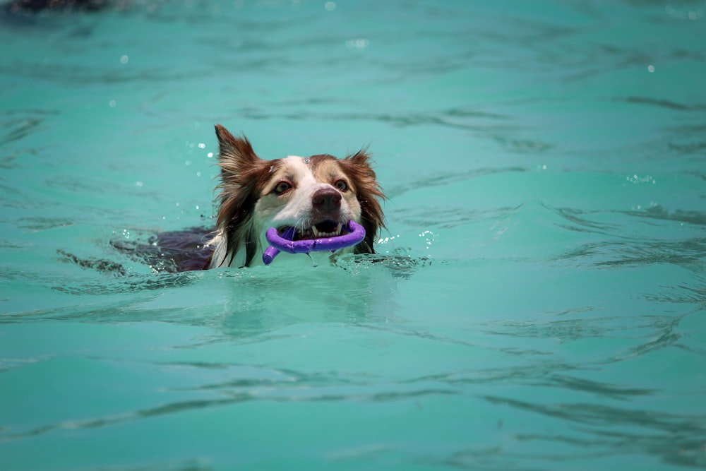 dog biting purple ornament while swimming during daytime