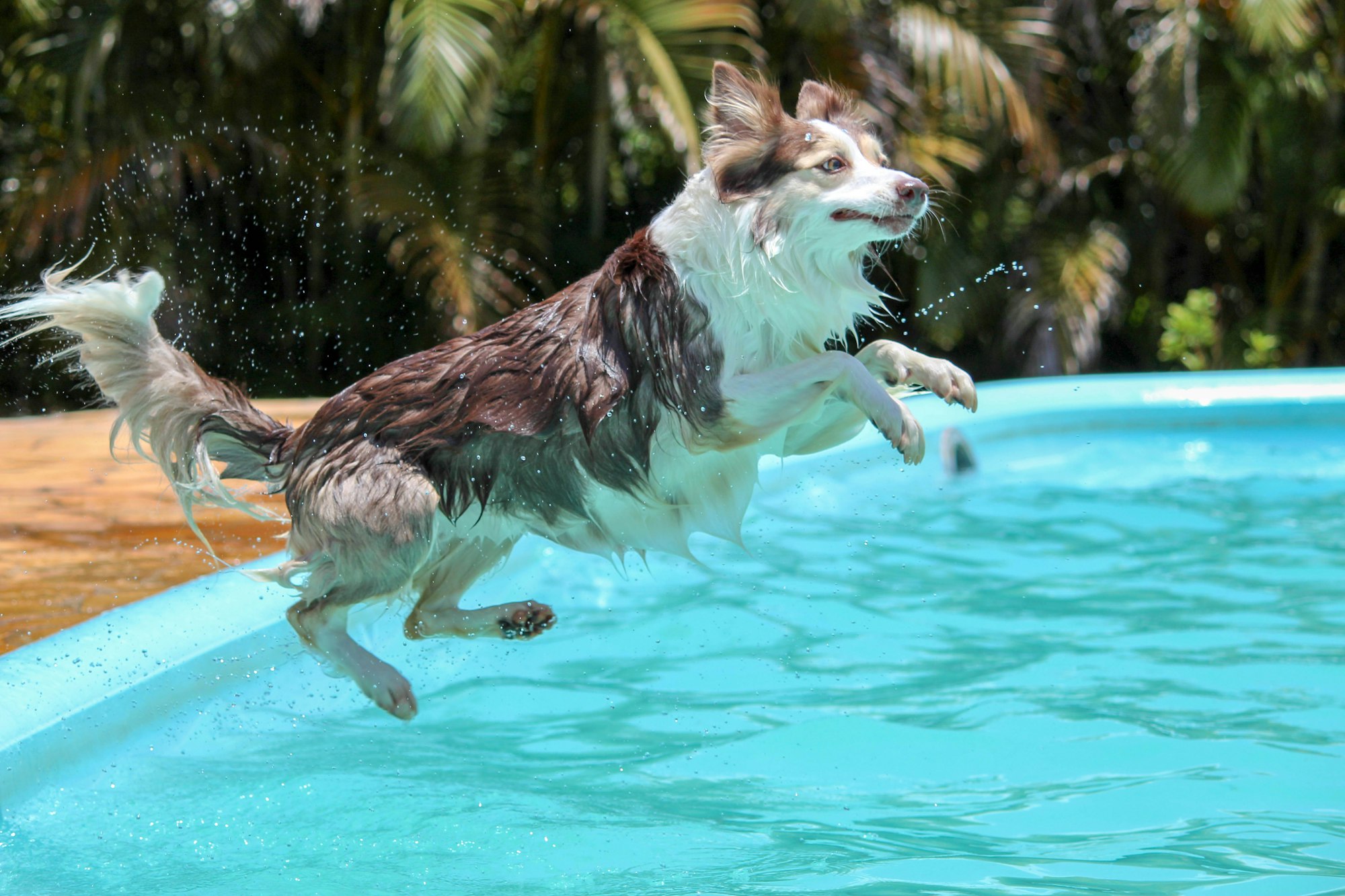 Dog leaping into pool on sunny day.