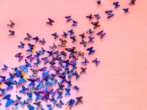 Collection of butterfly prints arranged in a cozy living room setting with wooden frames