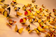 close-up photography of assorted-color butterflies