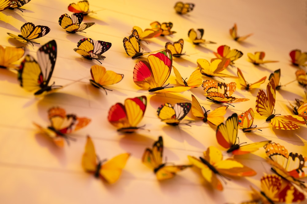 close-up photography of assorted-color butterflies