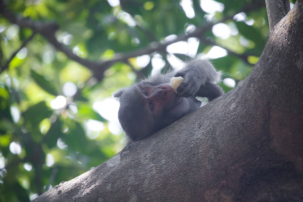 selective focus photography of monkey lying on tree branch while eating