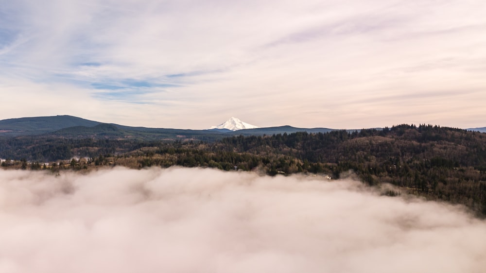 landscape photography of trees