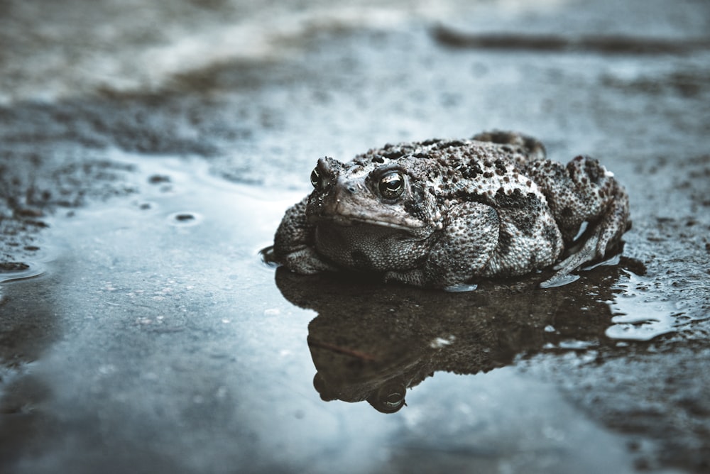 black frog on wet surface