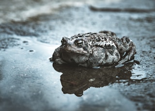 black frog on wet surface