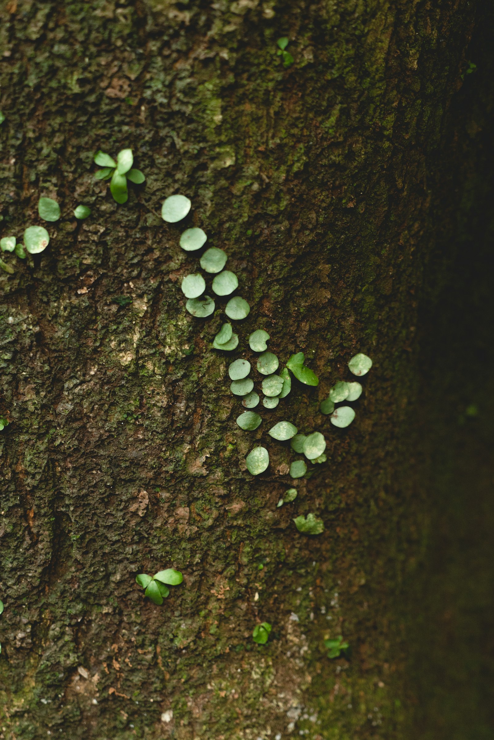 Sony a7S II + Sony FE 24-240mm F3.5-6.3 OSS sample photo. Green leafed plant on photography