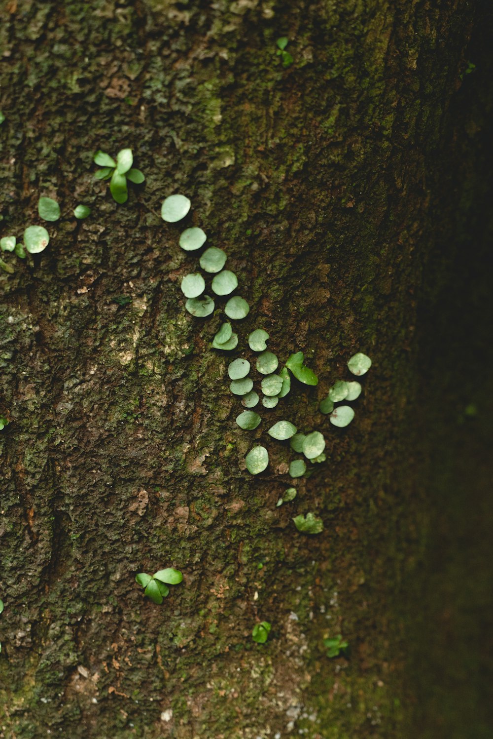 green leafed plant on tree trunk