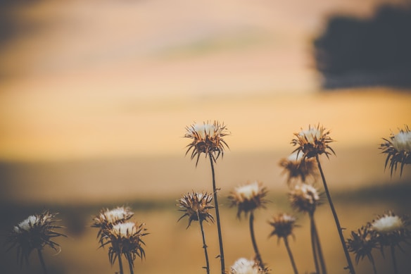 Dried flowers with pointed petals are prominently featured against a soft, blurred background of warm, earthy tones. The scene conveys a rustic and natural atmosphere, with the focus on the texture and structure of the flowers.