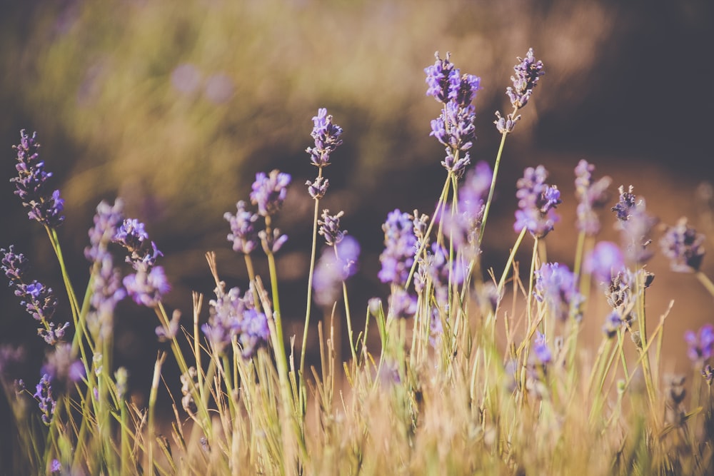 purple-petaled flower closeup photography