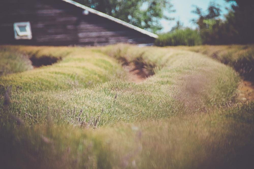 green grass field