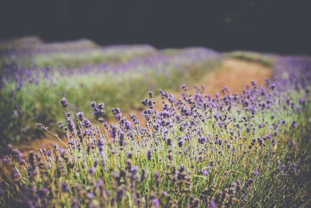 lavender flower field on bloom during daytime