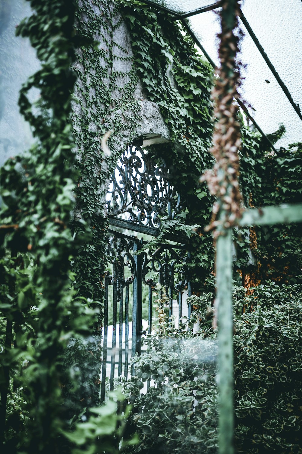 gray and black gate with green-leafed plant
