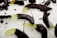 Several slices of a green fruit, likely melon, are partially dipped in a glossy dark chocolate. The pieces are scattered across a white surface, with bits of chocolate drizzled around them.