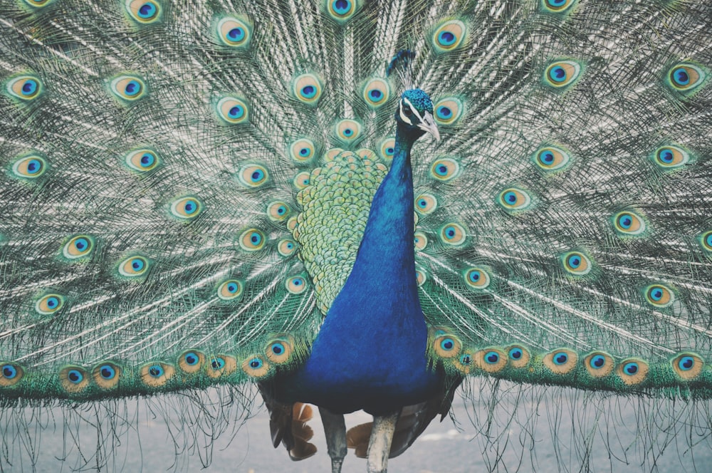selective focus photography of Indian peafowl
