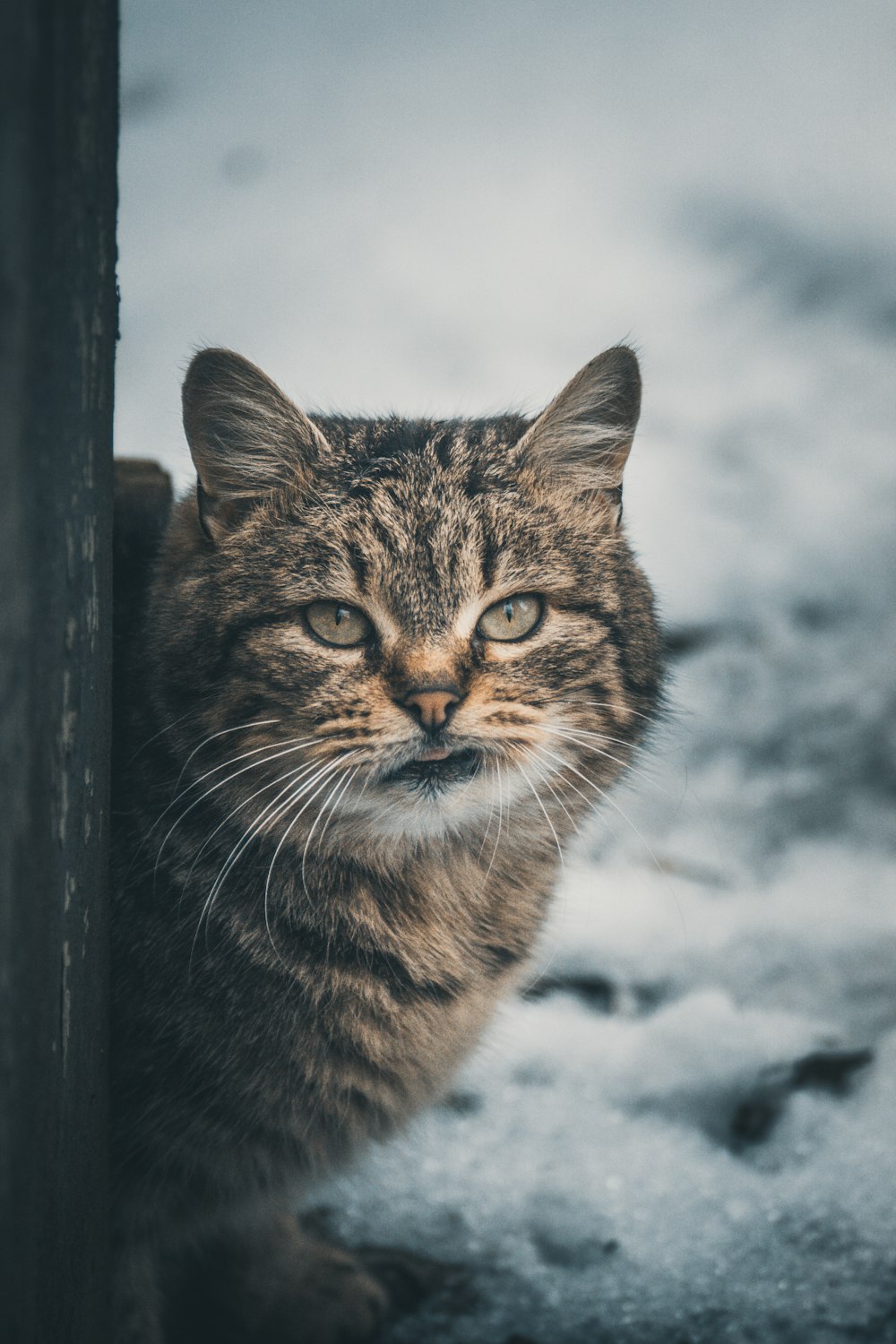 brown tabby cat leaning on brown wooden post