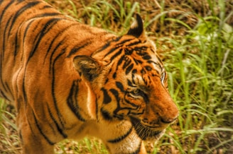 A tiger with vivid orange fur and distinct black stripes prowls through tall green grass. The tiger's expression is focused and intense, highlighting its predatory nature.