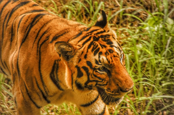 A tiger with vivid orange fur and distinct black stripes prowls through tall green grass. The tiger's expression is focused and intense, highlighting its predatory nature.