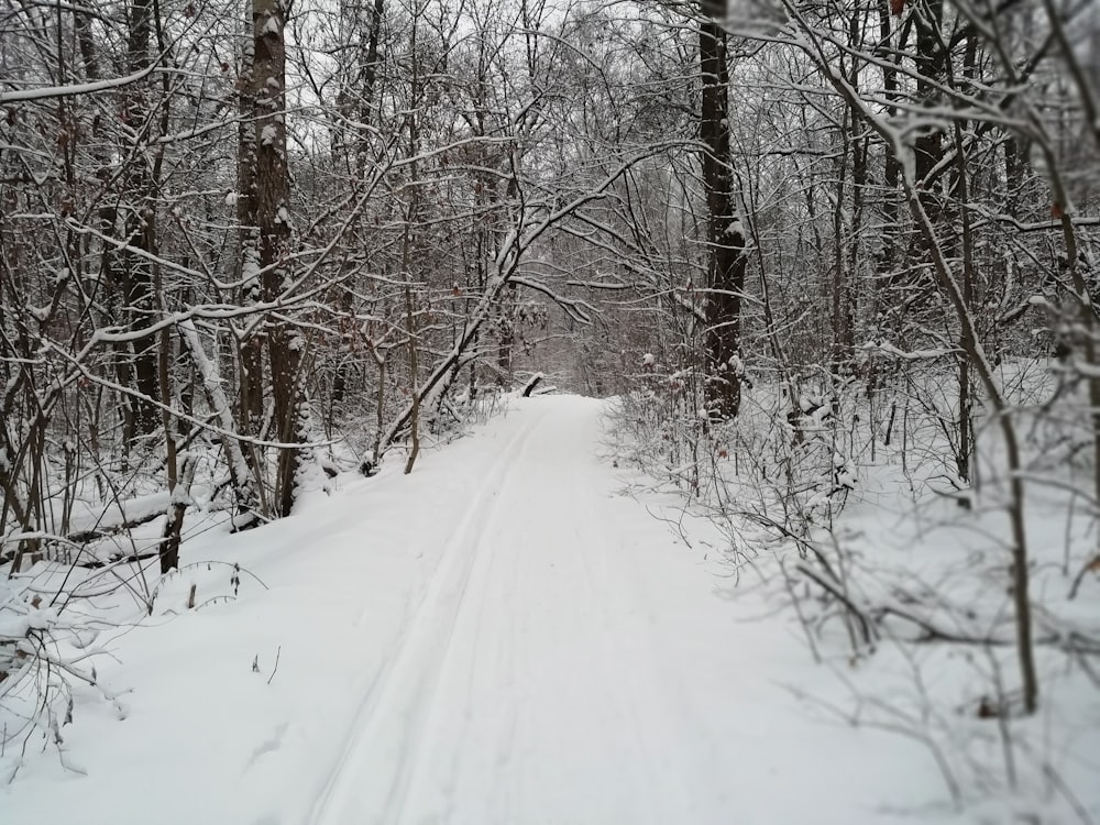 bare trees covered with snow