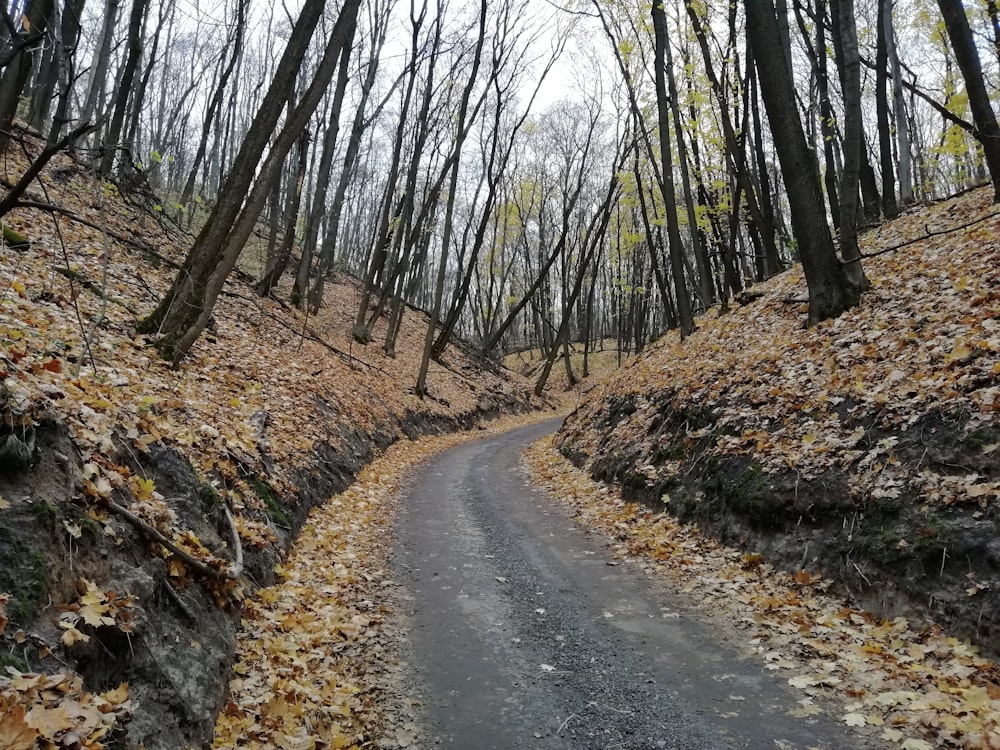 昼間の森の間のコンクリート道路