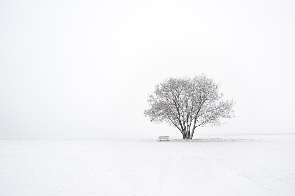 einsamer, kahler Baum, der mit Schnee bedeckt ist