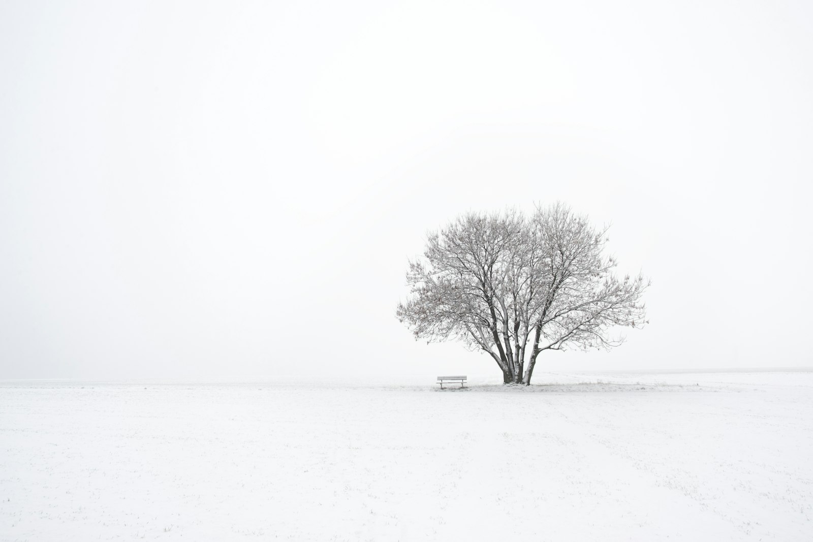 Sigma 17-35mm F2.8-4 EX DG  Aspherical HSM sample photo. Lone bare tree coated photography