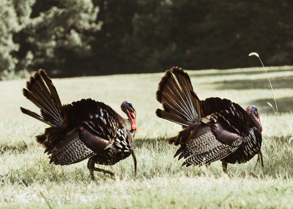 dos pavos negros sobre hierba verde