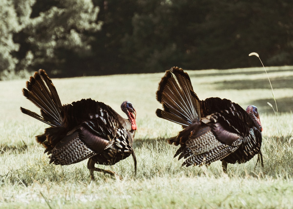 Two wild turkeys feeding on green grass in early spring