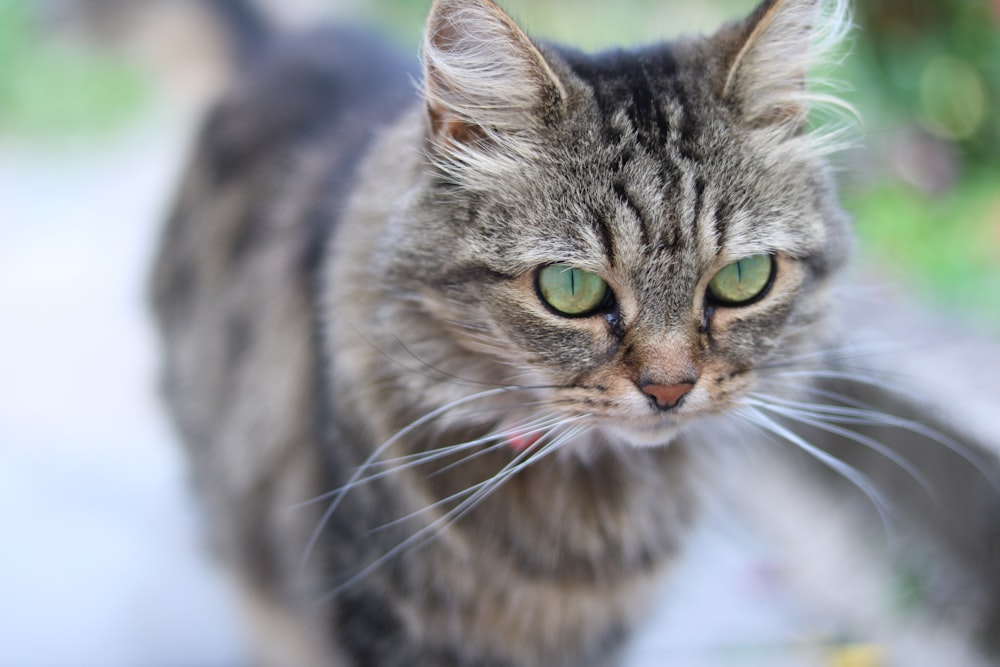 a close up of a cat with green eyes