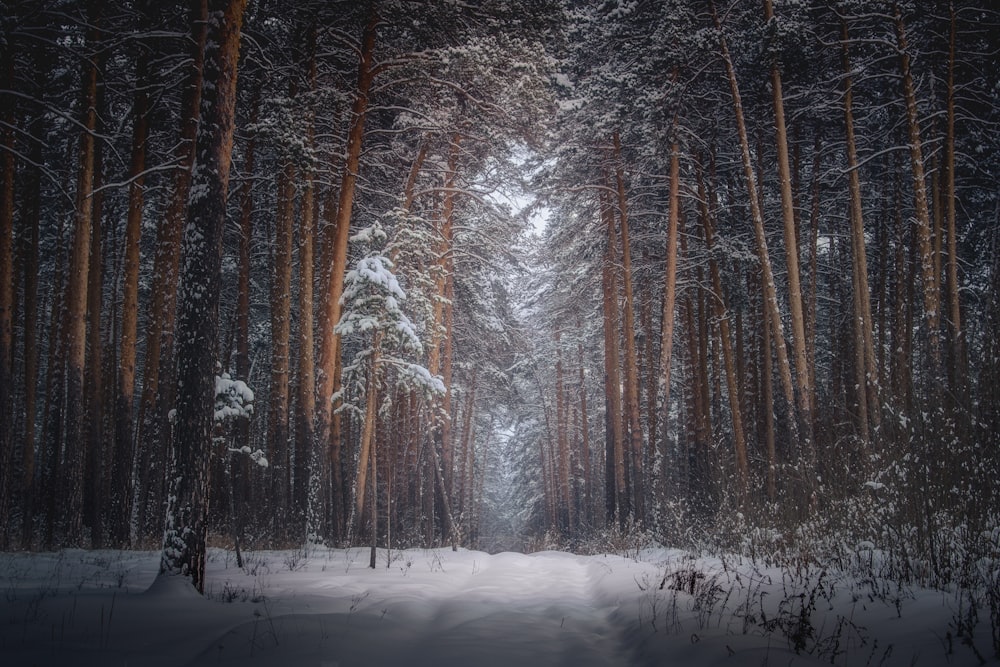 snow covered thick woods