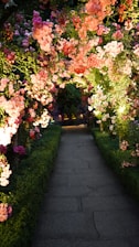 gray concrete pathway surrounded with pink and white flowers