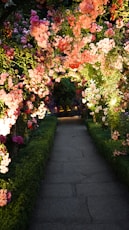 gray concrete pathway surrounded with pink and white flowers