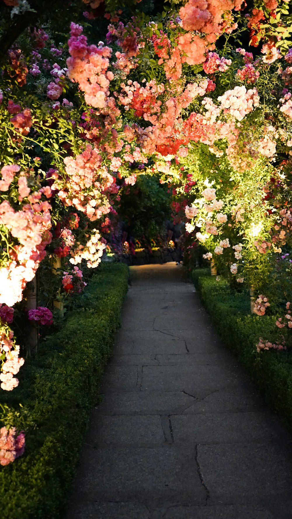 Camino de hormigón gris rodeado de flores rosas y blancas