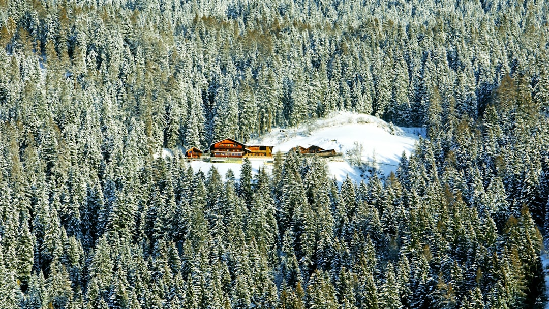 wooden cabin in the middle of pine woods